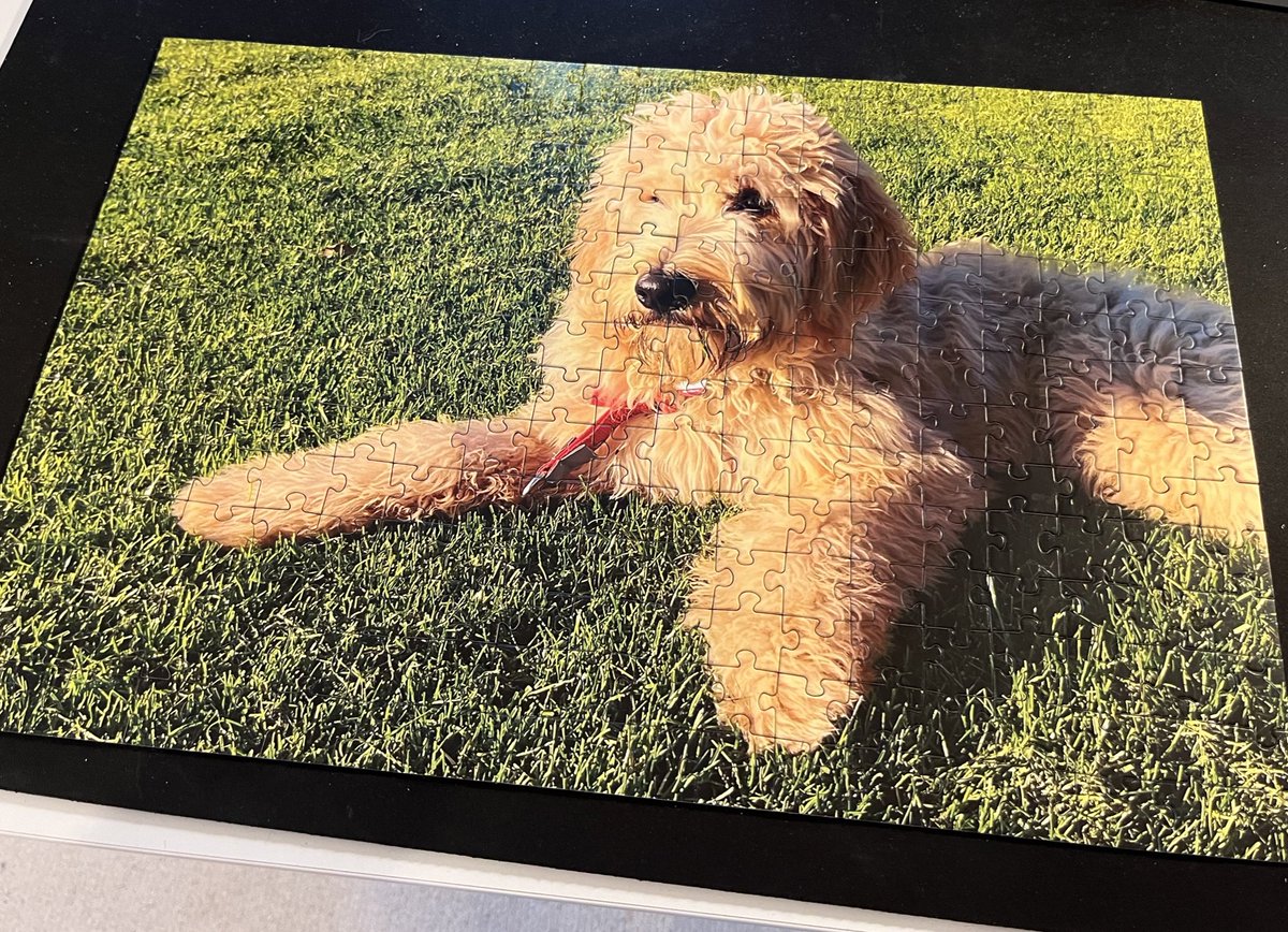 Bin voll der Held 🙈 Habe für meine beiden Mädels 2 Puzzle mit unterschiedlichen Motiven für den Adventskalender bestellt. 11 zusammenhängende Teile pro Tag mussten in den Kalender. Habe gestern 4 Std an den Puzzle gesessen. Kann jetzt keinen Rasen und kein Fell mehr sehen.