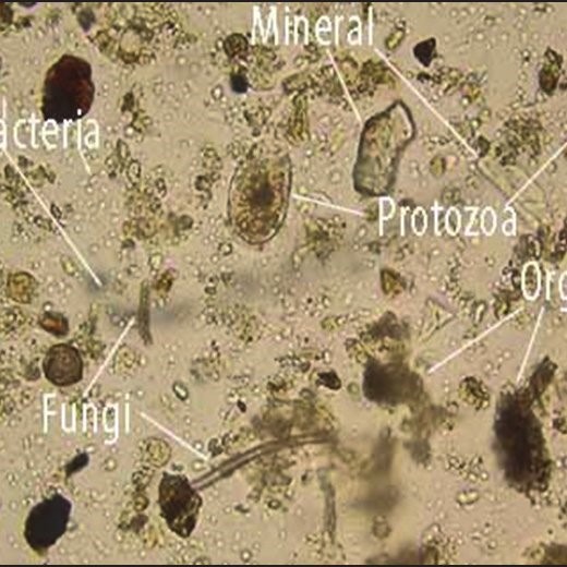 #BeneficialFungi increase water infiltration and soil water holding capacity. They also enhance #PlantGrowth and health even under drought and low nutrient conditions. For optimum #FarmProfit switch from chemicals to biology. Contact STBiologicals.com👈 to find out how.