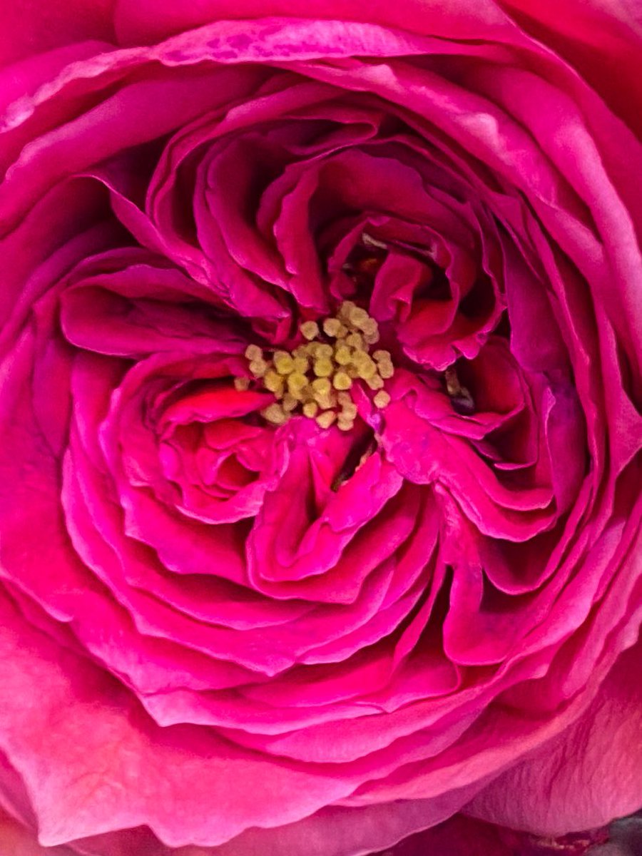 BlessingsGrow's tweet photo. Even in the December cold…
“The flowers appear on the earth, the time of singing has come” Song of Soloman 2:12
#flowers #decemberrose #rose #hotpinkrose #smallbusiness #familyfarm #faithfulfarm #faithwalk #givingGodtheglory #flowersbringjoy #georgiagrown #sharingthejoy https://t.co/UGA8XLPLiw