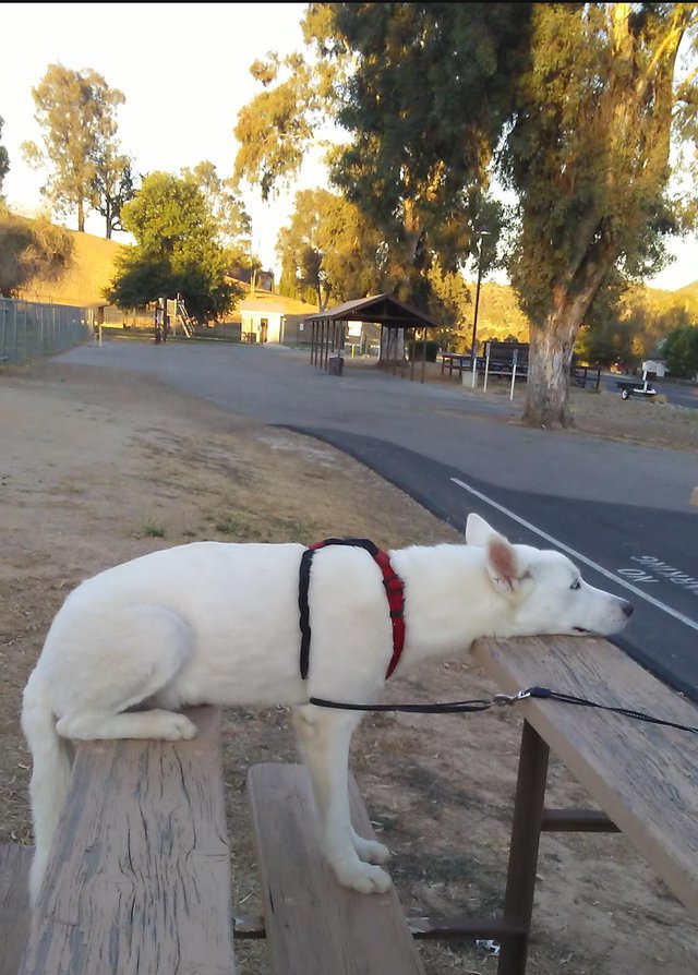 Quantum superposition dog: the dog is sitting, standing and laying at the same time😂 #fun #DogLover #cute