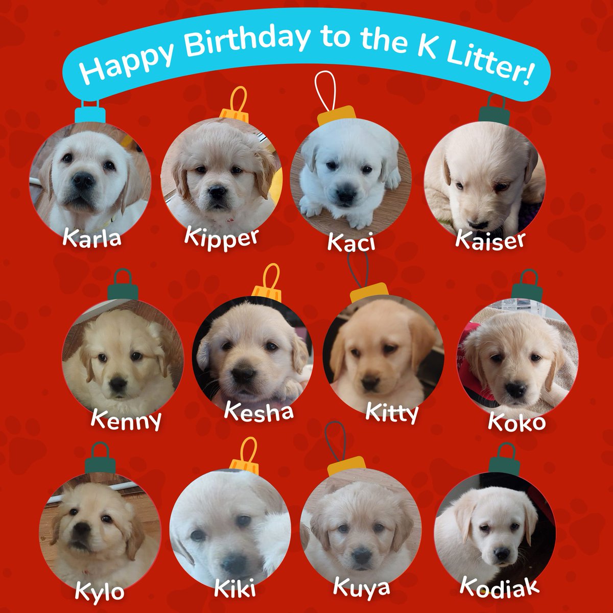autismdogsirl's tweet photo. Our 12 pups of Xmas from last year have finally turned 1... happy birthday from Team AADI 🎂🥳

These #pupsintraining have come a long way since last December... so proud to see the progress they have made in their journey to become a life saving #AssistanceDog. https://t.co/5XNnRvffDK