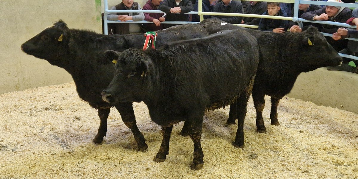 KanturkMart126's tweet photo. Best Pen of Aberdeen Angus Heifers - 485kg - €1250
#aberdeenangus #fatstockshowandsale #localmart https://t.co/forwLpzxBc