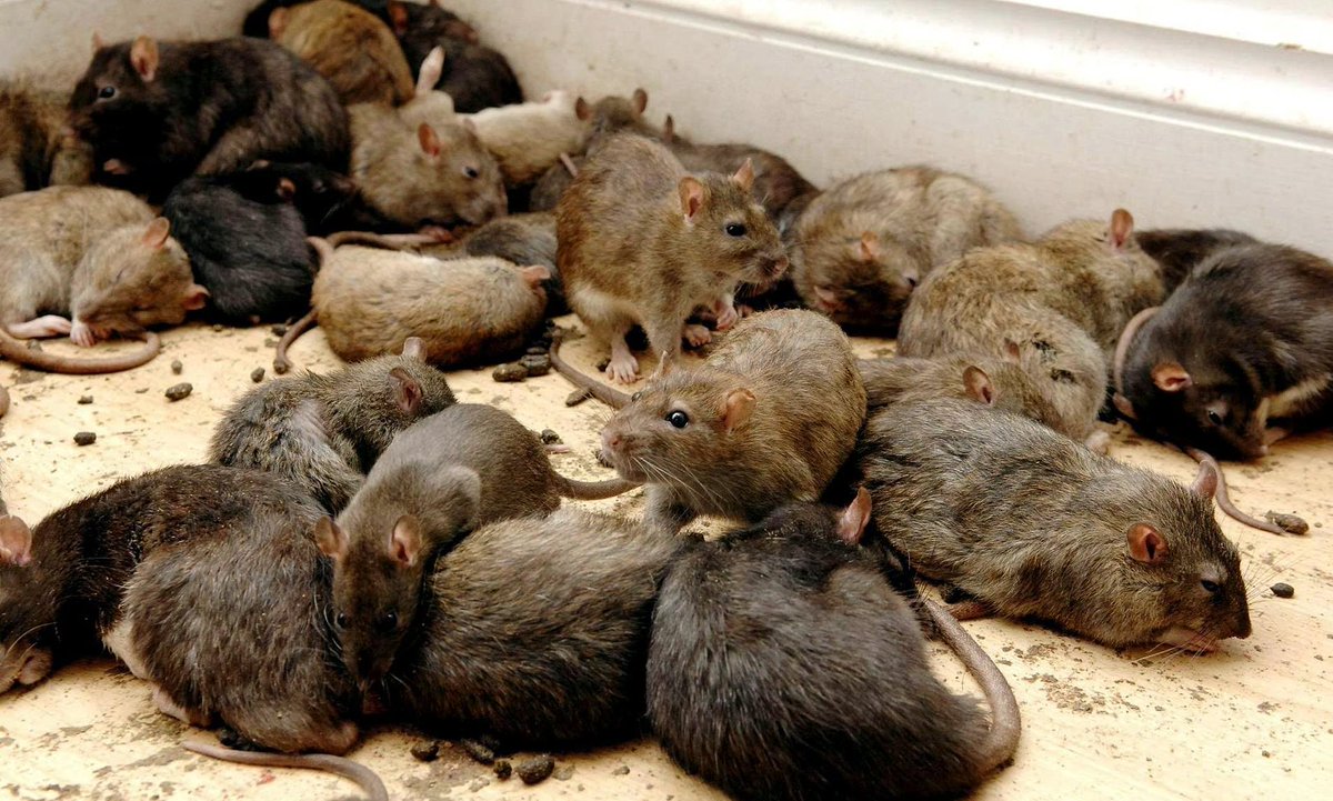 TrapWorldOffic1's tweet photo. La policía del Norte de la #India acusó a las ratas de comerse cientos de kilos de mar*huana, incautada a narcotraficantes, que se encontraba en unos almacenes policiales.🐀🌿 https://t.co/hWHl2euefV