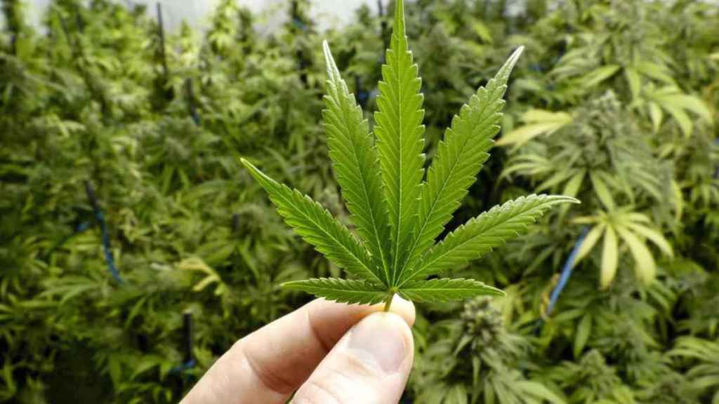 TrapWorldOffic1's tweet photo. La policía del Norte de la #India acusó a las ratas de comerse cientos de kilos de mar*huana, incautada a narcotraficantes, que se encontraba en unos almacenes policiales.🐀🌿 https://t.co/hWHl2euefV