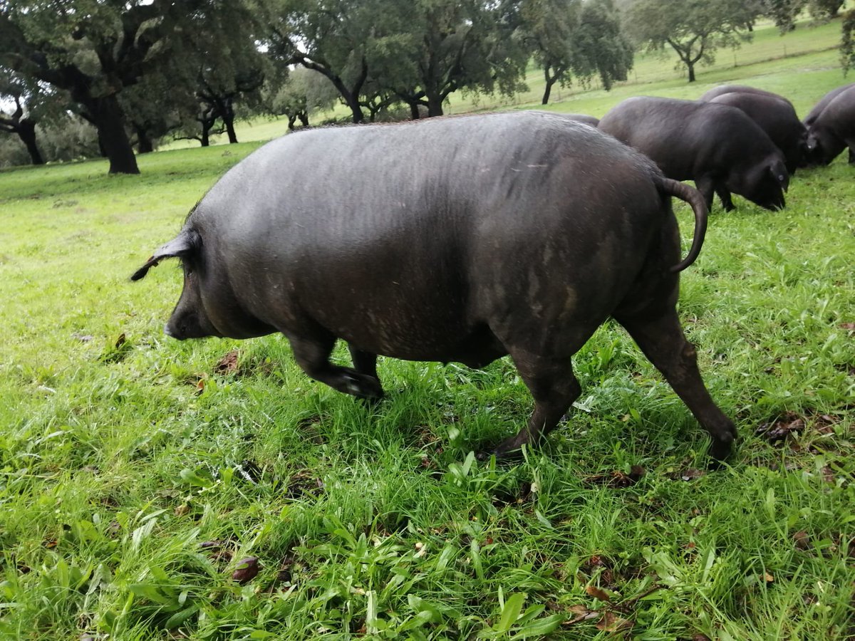 Black pigs in Cuncos Farm in Portugal. Lastly visited by Gordon Ramsay https://t.co/NsT2xoiixV