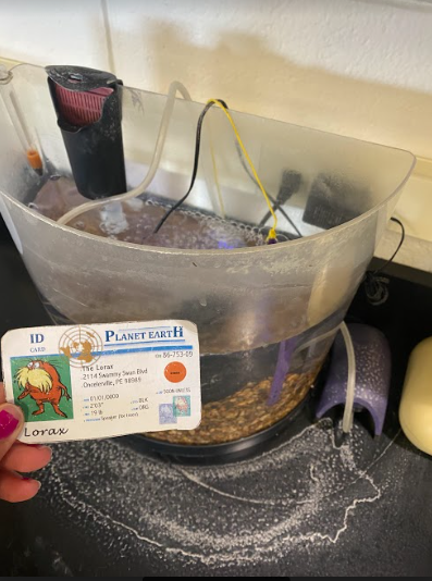 jlaasiri_apes's tweet photo. I always make sure to add a filter to my tank in order to keep the fish healthy. This ensures that there is enough dissolved oxygen for them to survive. #apeswater @franklinlorax https://t.co/PBEesOIEmV