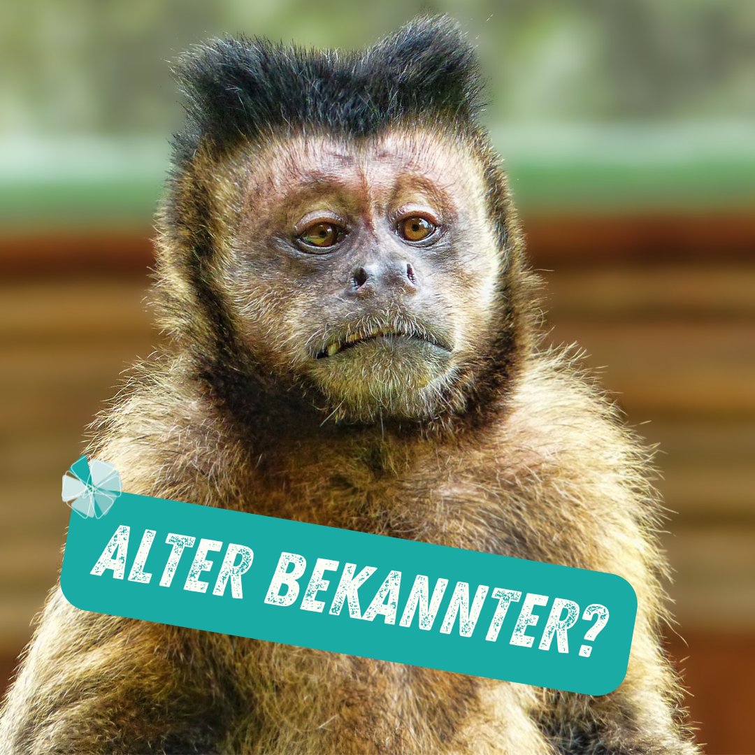 TOP_Frauen's tweet photo. Am 8. Dezember 2022 (18.30 – 20 Uhr) heisst es im Gratis-Online-Talk: "Monkey Business: Schluss mit dem Affen auf der Schulter!"😉
Noch sind Plätze frei. Jetzt anmelden unter: kontakt@topfrauen-netzwerk.de. https://t.co/mHH90euwZL