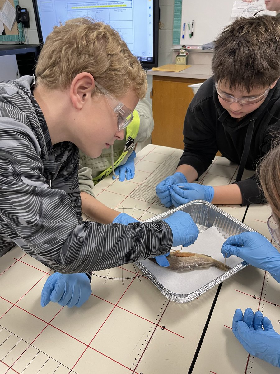 jacwillie's tweet photo. Today was dissection day!! Students dissected and observed internal structures of yellow perch. @BridgetA007 also went over sea lamprey structures.
#LEHSD #FPErocks #edutwitter #drivingQUESTIONSboard https://t.co/X7x9qKBMMW