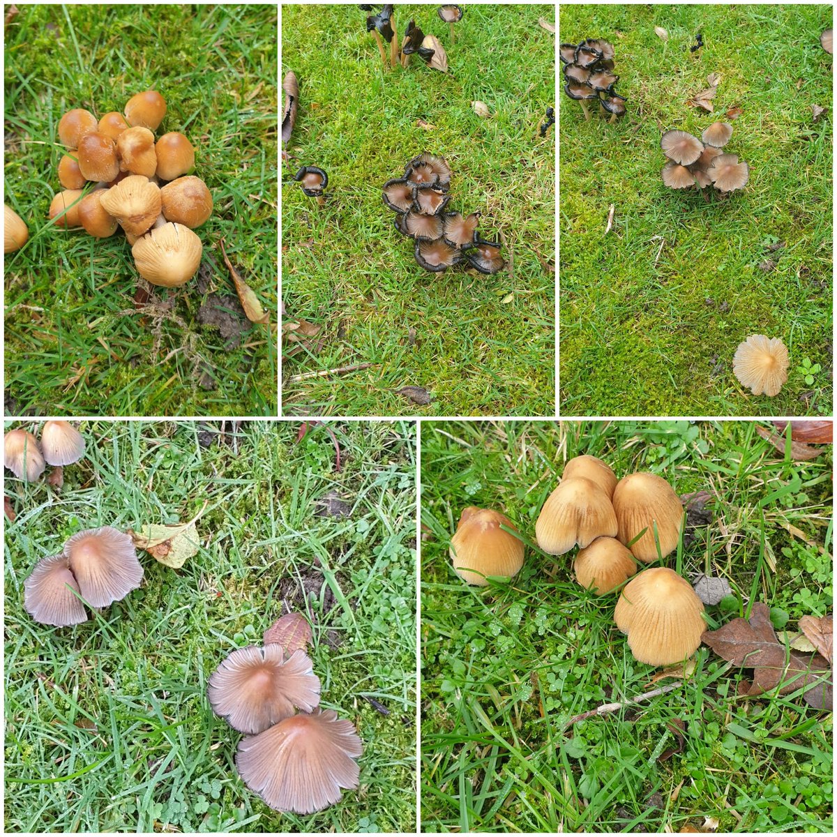 Mother mycelium joined me at work yesterday.
#MotherlandFortSalem #SaveMotherlandFortSalem 
#shrooms