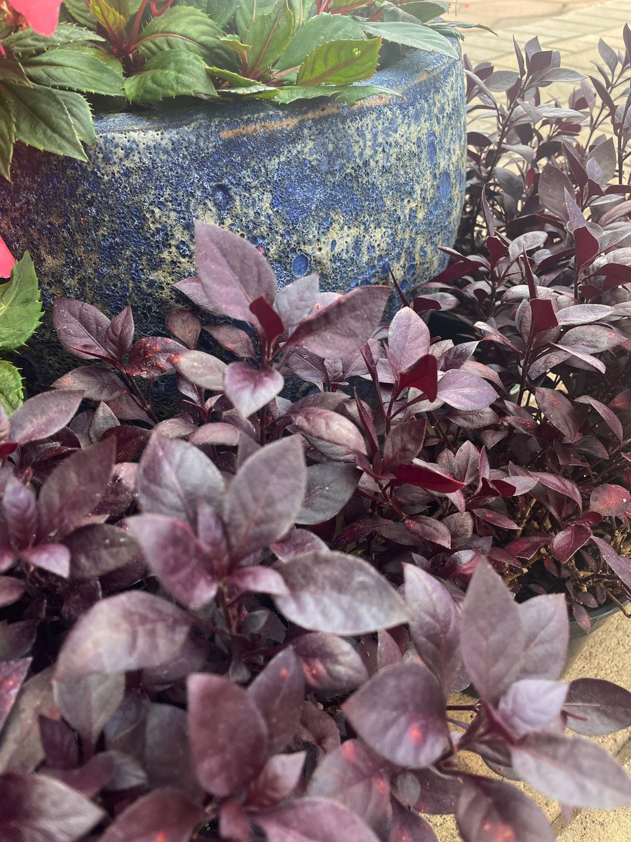 EckardsGarden's tweet photo. Dark leaves add a touch of drama in any garden. The contrast comes from dark leaves showing off the greens and other colours in the landscape. #growingtip The darker the leaves the more sun they need. Don’t be tempted to try them in the shade 🌸 https://t.co/zU7z37gIIz