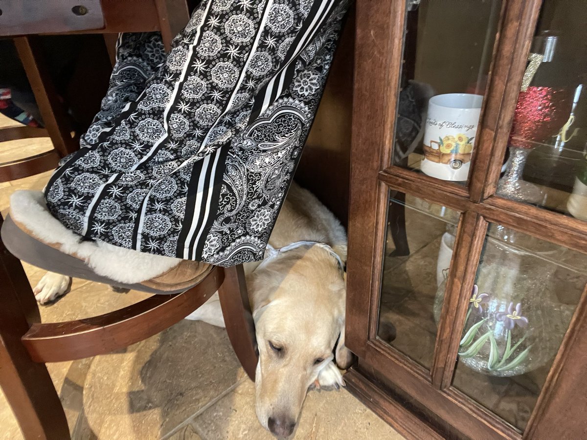 YstoneYstone's tweet photo. My 100lb buddy can tuck in anywhere💙 #iloveyou #breakfastroutine https://t.co/sWBKkSl8tP