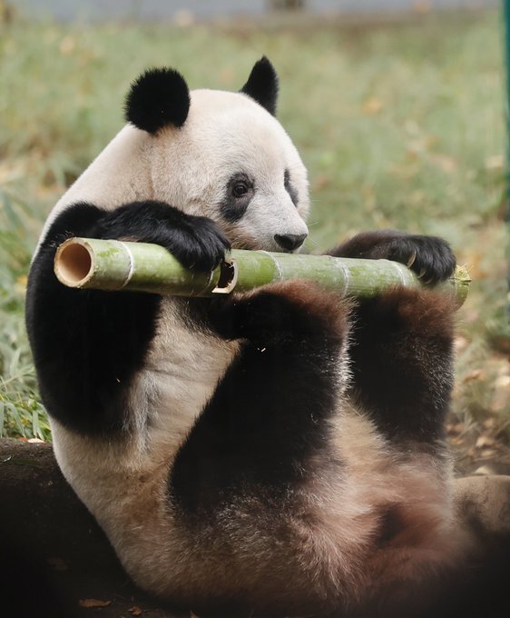 シャンシャン の評価や評判 感想など みんなの反応を1時間ごとにまとめて紹介 ついラン