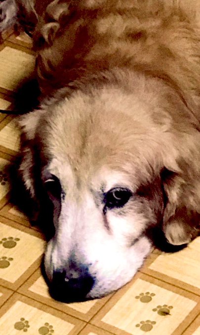 今日は犬の11歳の誕生日でした。
持病もなく食欲旺盛でまだまだ公園ダッシュできる健康に感謝。長生きしろよ! 