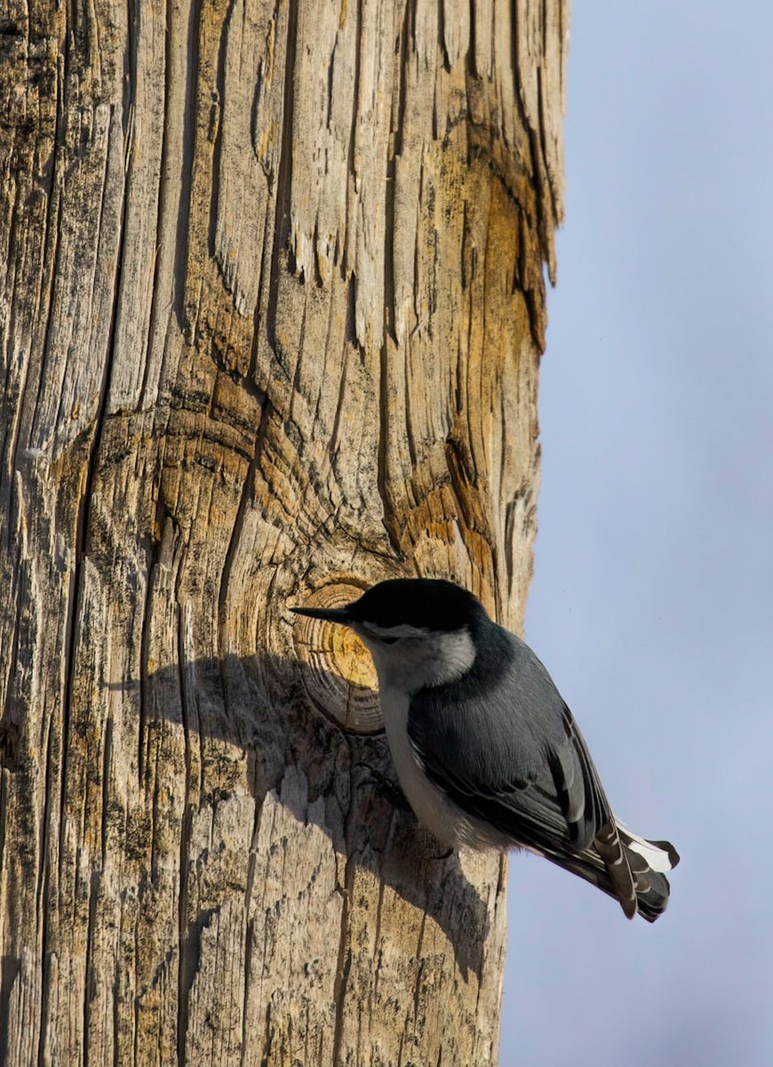 Mirror Mirror on the tree trunk 😊 #birds #birding #birdphotography #twitterbirds #birdsoftwitter #smile #canon #canonfavpic #birdsinwild #whitebreastednuthatch IndiAves #twitternaturecommunity