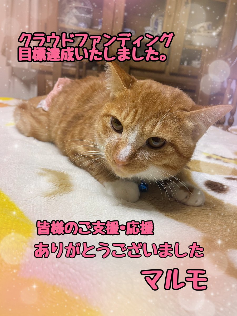 readyfor.jp/projects/marumo

クラウドファンディング
目標達成いたしました。
皆様のご支援•拡散本当にありがとうございました😭
#猫の居る暮らし 
#保護猫 
#クラウドファンディング 
#保護猫と暮らす