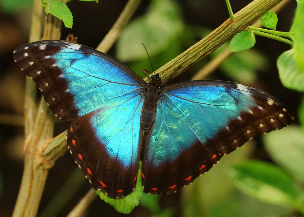 KaptainCosgrove's tweet photo. "Butterflies Of The World Charity Calendar 2023" ALL PROCEEDS (£7.50.per calendar) To 'The Friends Of Sefton Park'. Images, (May to August), Available (1st Dec) From The 'Boat House Kiosk' Cafe,Main Lake.
@ILoveSeftonPark https://t.co/fBrpQa2RV1