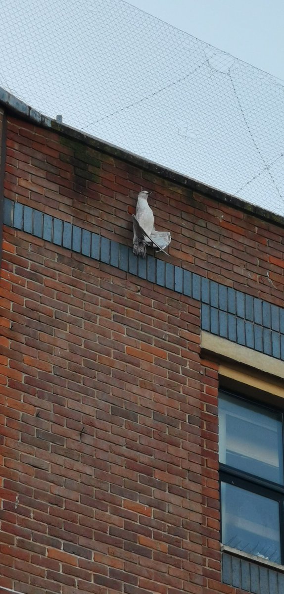 BillieRaePhoto's tweet photo. @ShopCascades there appears to be a seagull hanging from the wall above the old M&amp;S doorway on Charlotte St. No idea if it's alive (assuming not), may upset some of passerby's. https://t.co/9cDkvoY7w1