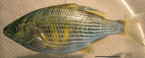 iobjournal's tweet photo. If you don't follow the @freshwaterblog , you're missing out.
IOB also has free freshwater #fish reads such as
Tough and Stretchy: #Mechanical Properties of the #Alimentary Tract in a #Fish Without a Stomach
by Horton, Gosline, & @EC_carrington
https://t.co/mG1ZPXdt4I https://t.co/d49Ki3LOGB
