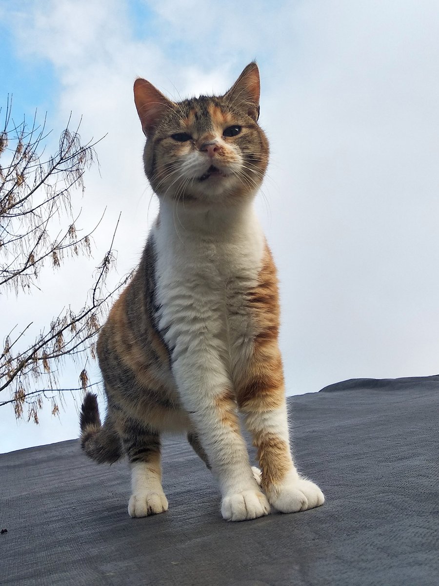 freeners's tweet photo. What is your Catify Wrapped?
Your top 4 cats* of the year
*Can be your pet or not
Mine are:
1. 14-18, the mama cat
2. Reese's Pieces, the forever hungry
3. Milky Way, the roll over champion
4. Papi Brossard, the hunter
#CatifyWrapped https://t.co/XinfxNsz3M