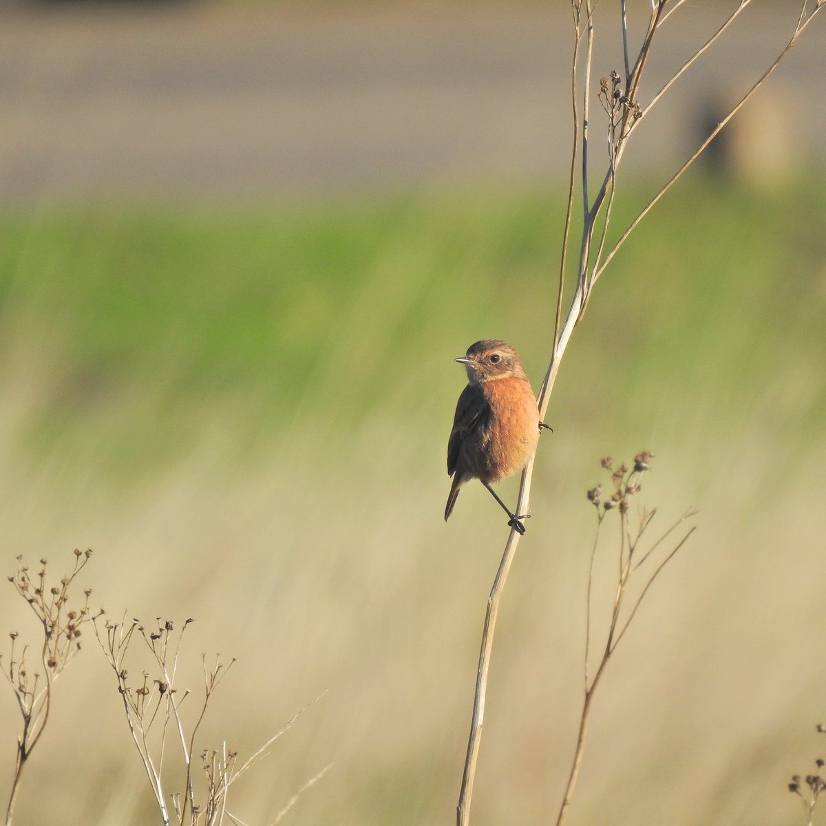 It’s that time again- my bird highlights from November are as follows: heron, cormorant, parakeet, stonechat🍁