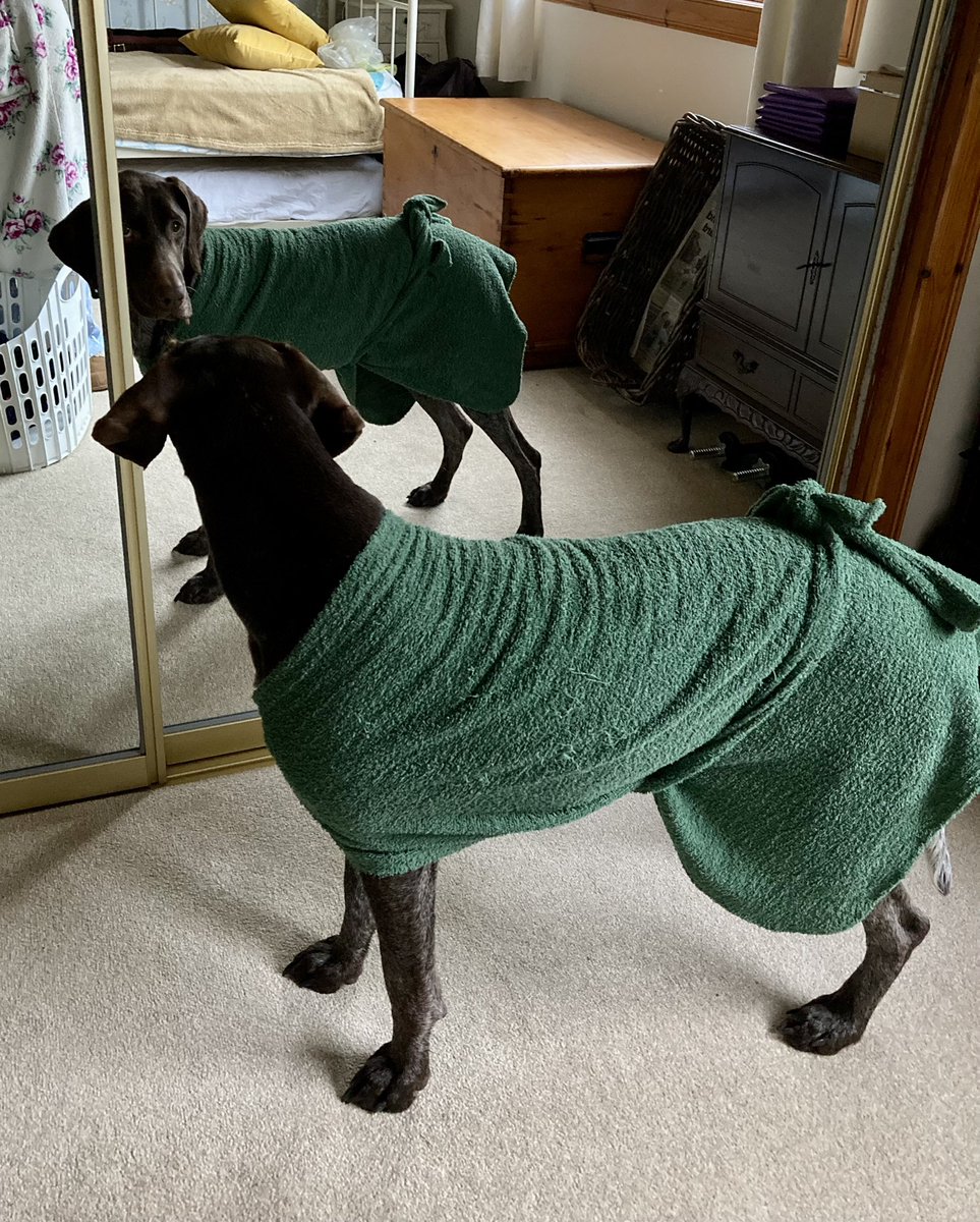 That moment when you catch sight of yourself in the mirror and wonder what you’re wearing and why 🤔 #dogsdressedup #dogsoftwitter #DogsOnTwitter