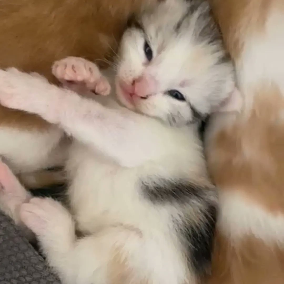 CMB_Ally's tweet photo. 😍Our beautiful little fur baby😍
Only 1 week old so can't leave her mummy yet and we have xmas and the move to sort before she can come home https://t.co/2sdLG2gp12