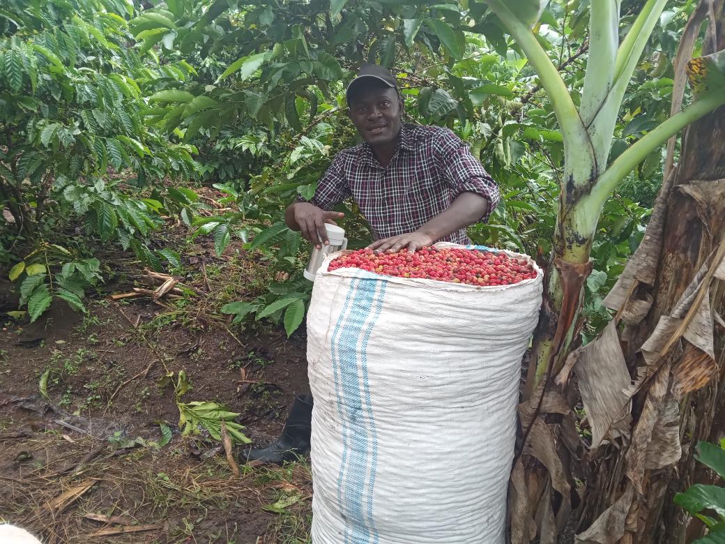 Quality coffee
The ideal is to pick only red cherries.  Stripping isn't allowed.  It's not easy if you don't train workers the value &amp; importance of quality.  
Quality coffee will make 🇺🇬 competitive. NB: Drinking ☕  refreshes &amp; gives energy. 
#CoffeeIsTheThing 
<a href="/PearlFarmsUg/">Pearl Model Farm</a>