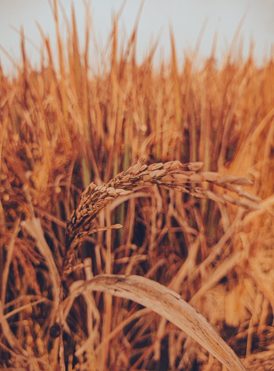 Rice 🌾
.
.
Check it out on pindle 👇
.
.
Shot on <a href="/motorolaindia/">Motorola India</a> 
.
.pindle.io/web/share?sid=…
.
<a href="/Pindle_India/">PINDLE INDIA 🇮🇳</a> #pindle #pindleindia
#indianvillage #Village #crops #NFT 
#Bihar #Patna @DDBiharChannel