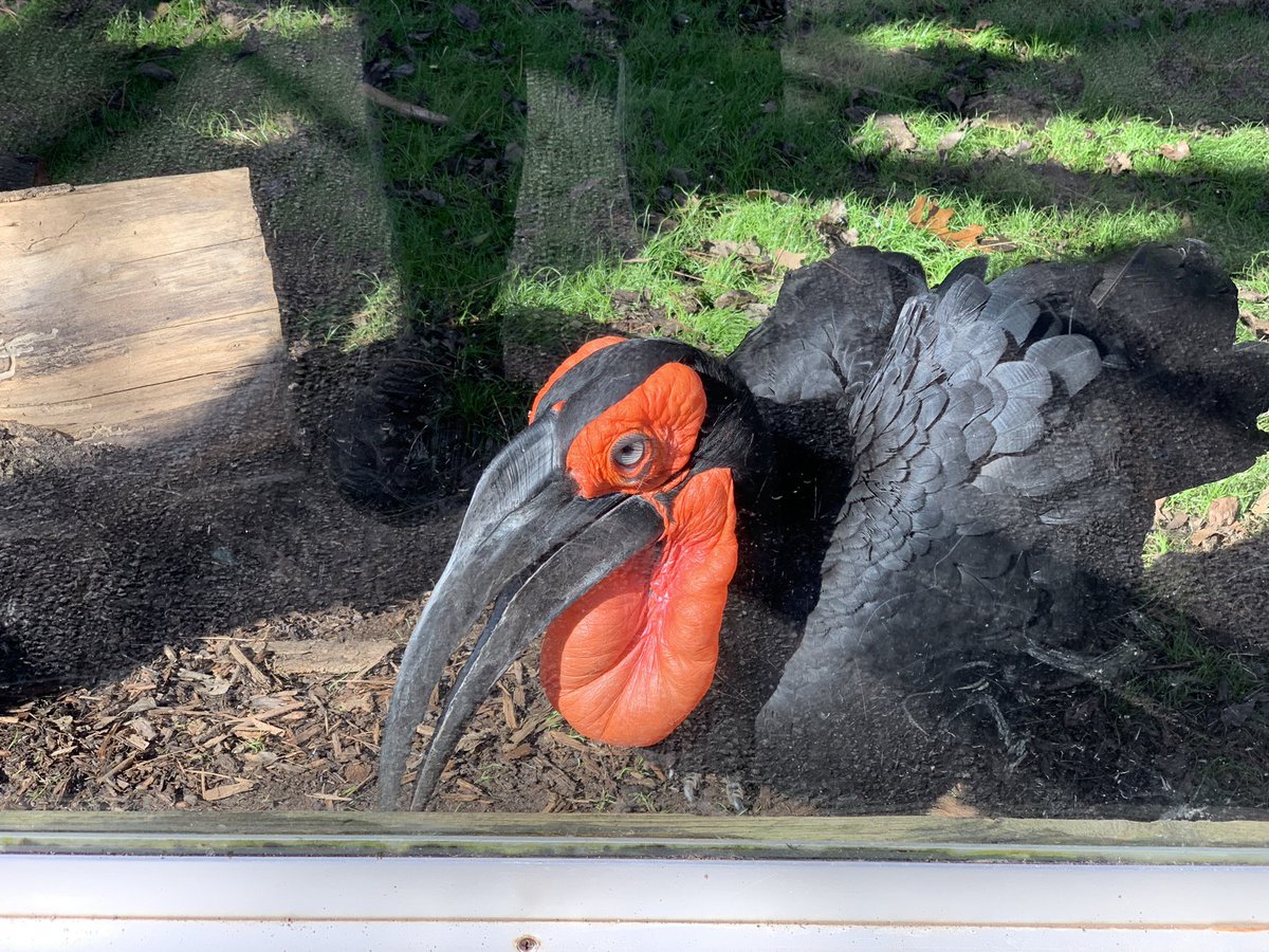 Great day of photography and filming the animals and habitats. Combining our fine arts skills with social studies and science!  <a href="/ZooATL/">ZooATL</a> <a href="/genraydavis/">Gen Ray Davis Middle</a> <a href="/RCPSFineArts/">RCPS_Fine_Arts</a>