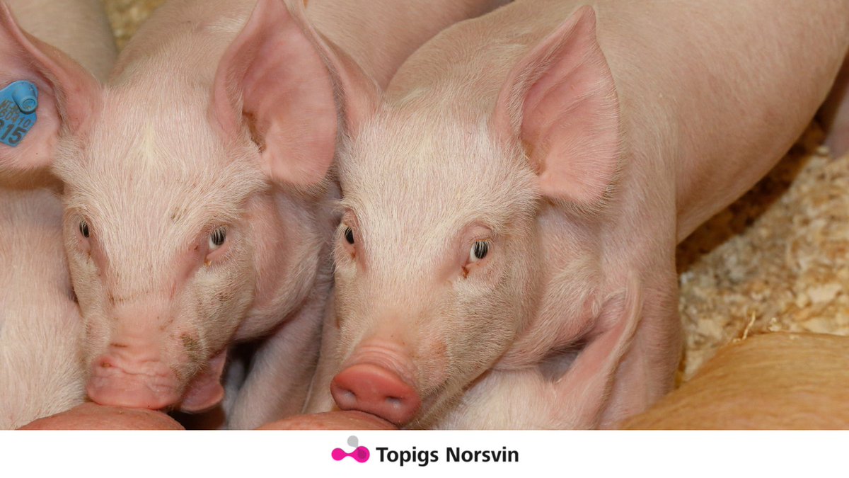 sædvanligt Afsnit newness Topigs Norsvin (@TopigsNorsvin) / Twitter