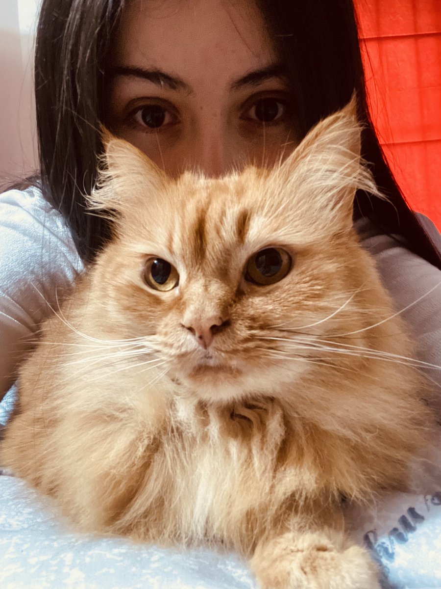 CCarolinaF's tweet photo. Una gata hermosa y perezosa ♥️😍 https://t.co/XeuO0ixvQl