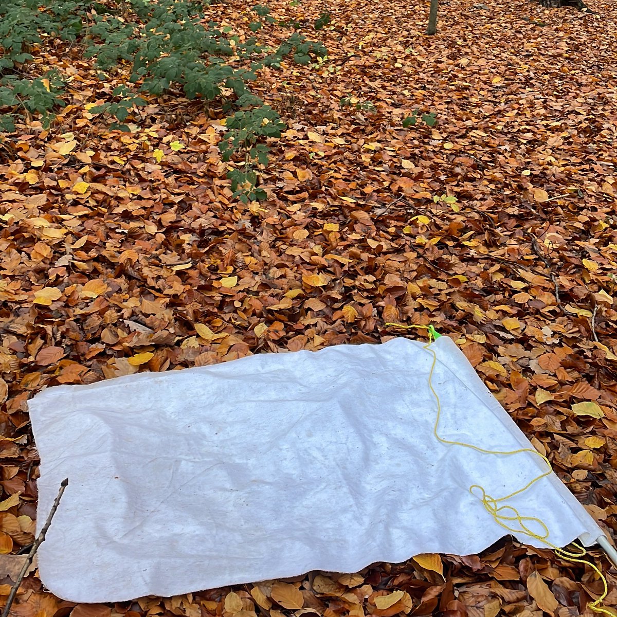 OneHealthBonn's tweet photo. #OneHealth researcher Maria Luisa Espinel Ramos is currently collecting ticks in forests around Bonn (Germany) to investigate the dynamics of tick-borne diseases like #lymedisease in urban and peri-urban areas. Find out more about her research here: https://t.co/GbLURwpcfj https://t.co/NvVN0cZn6v