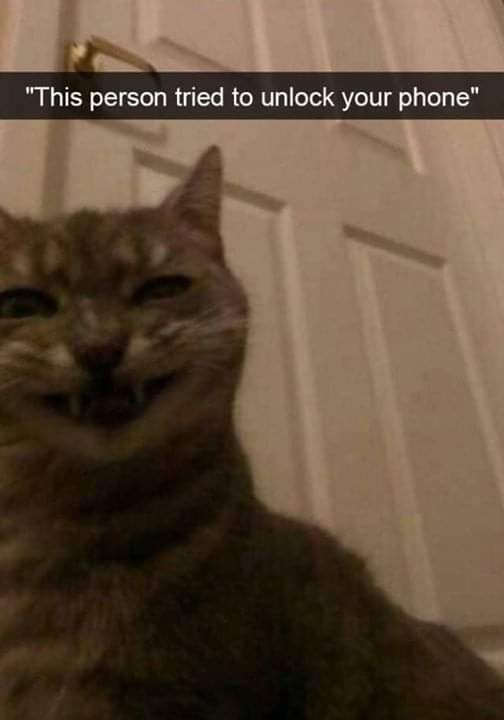 CATBRAINCELL's tweet photo. https://t.co/YBxrkB3AI2