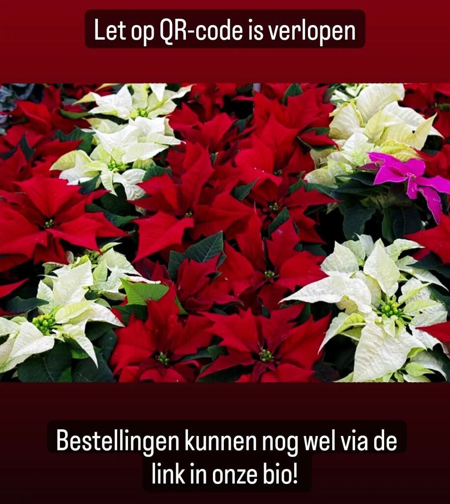bcagathos's tweet photo. Info voor de kerststerren actie!🌸🌸🌸 https://t.co/kpYJs8pGyt https://t.co/M8UjBJRFVn