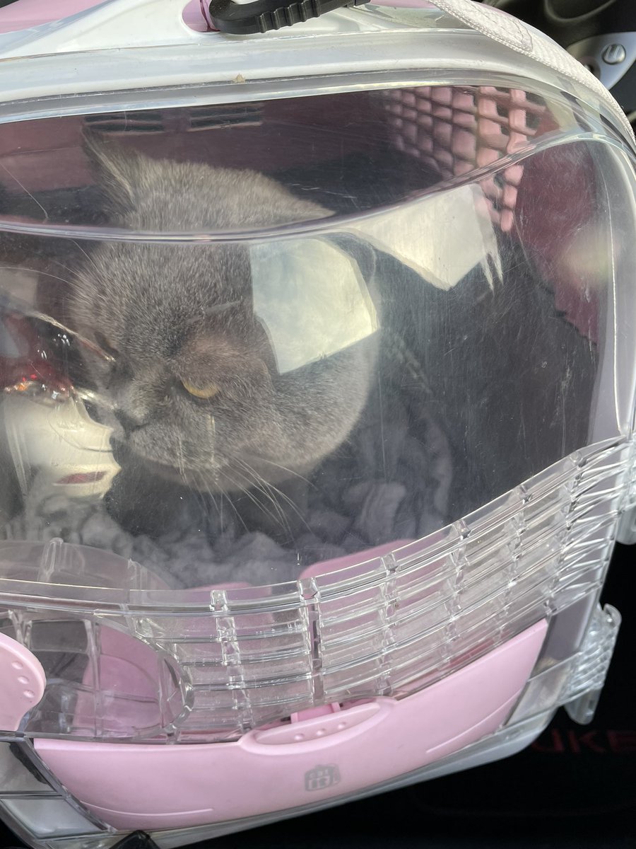 Mum bundled me into the pesky carrier 😾 I think she might be taking me to see Santa Paws 🎅 🐾