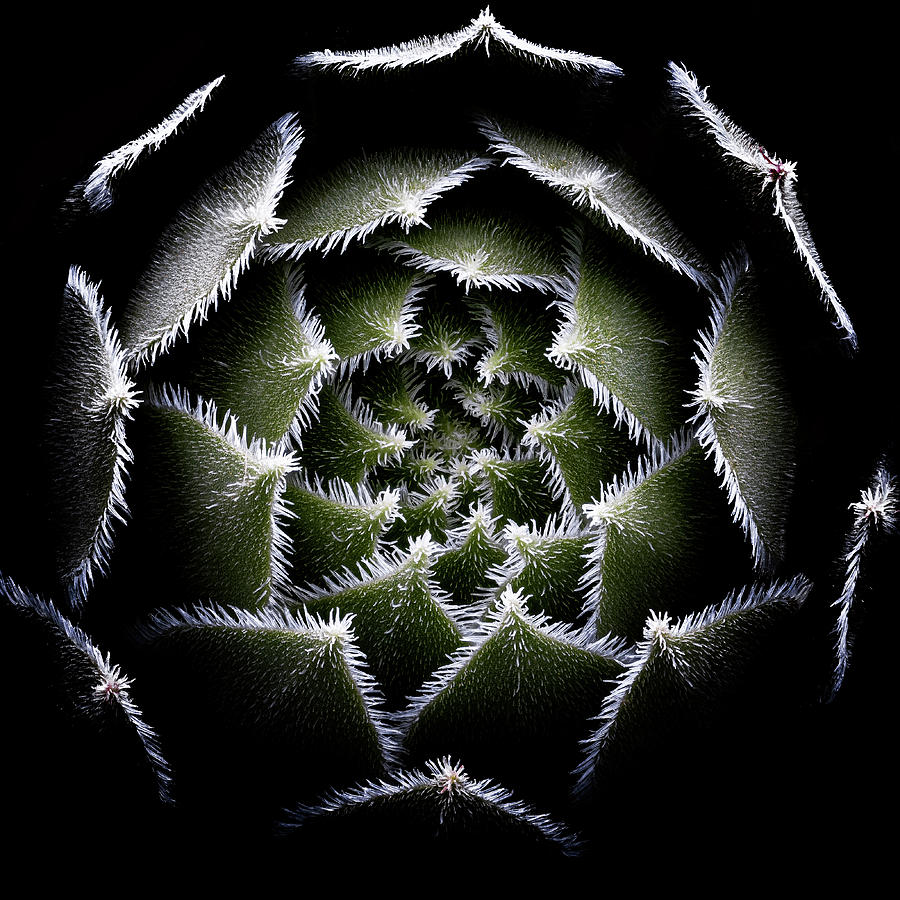 SuiM49's tweet photo. #Art #Beauty #NaturePhotography #Sculpture
#Urbanphotography #architecture 🎨🌹🌿📷

Sempervivum Rosette
📷Victor Mozqueda https://t.co/72daGOrz7k
