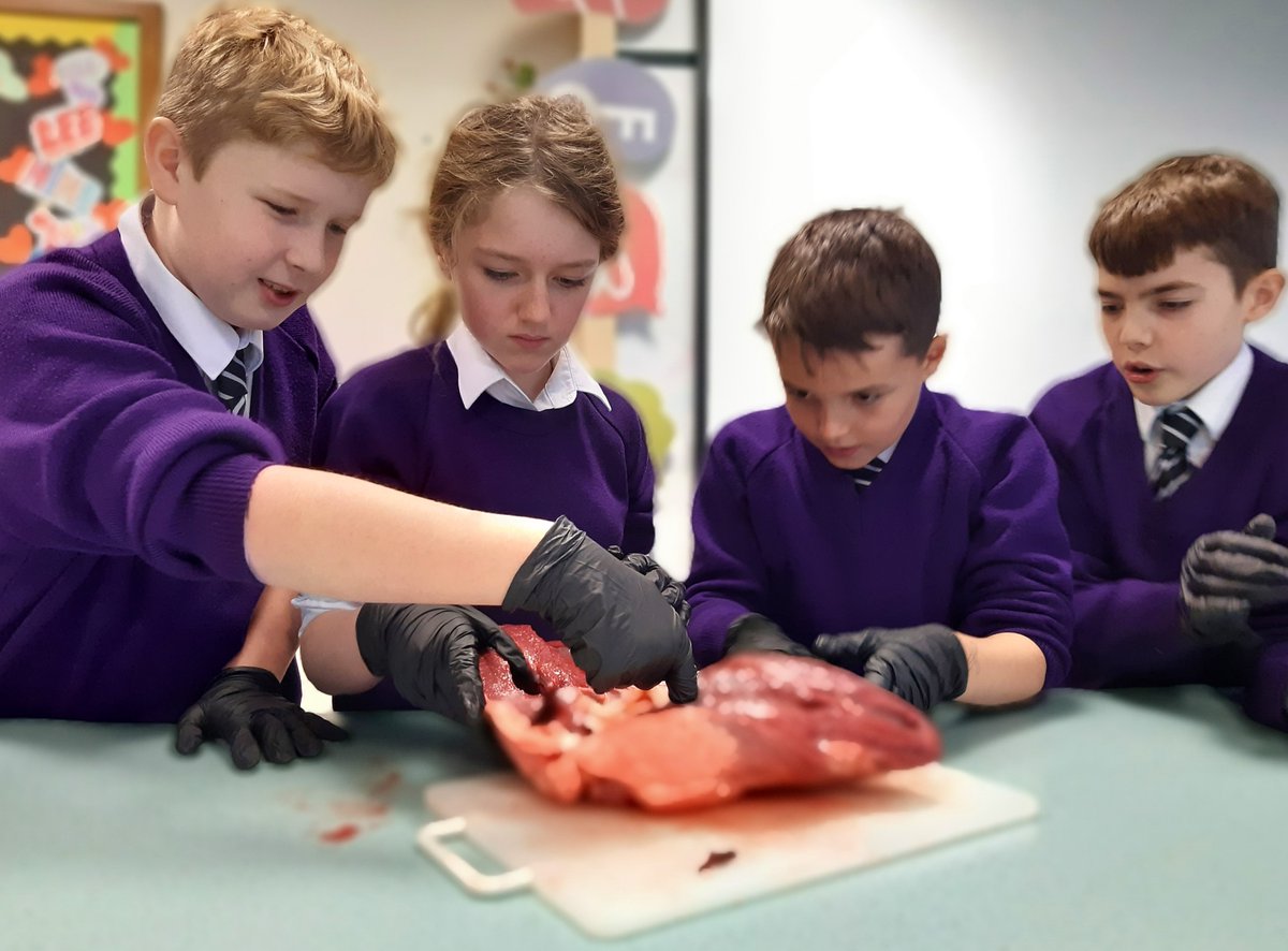 ellesmerecoll's tweet photo. Meanwhile...back in the lab... 

Our curious scientists in Year 6 were getting stuck in exploring the key parts of a sheep and cow heart in their dissection lesson.

#LifeAtEllesmere #ScienceAtEllesmere #STEM #BiologyAtEllesmere #Science #PrepSchool #LifeReady #HPL #OpenDays2023 https://t.co/lG1GEal1fI