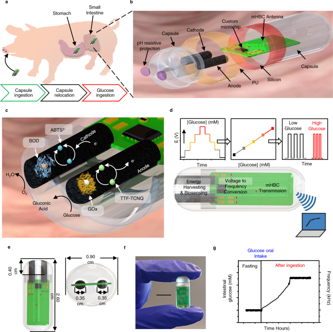 A self-powered ingestible wireless biosensing system for real-time in situ monitoring of gastrointestinal tract metabolites nature.com/articles/s4146…