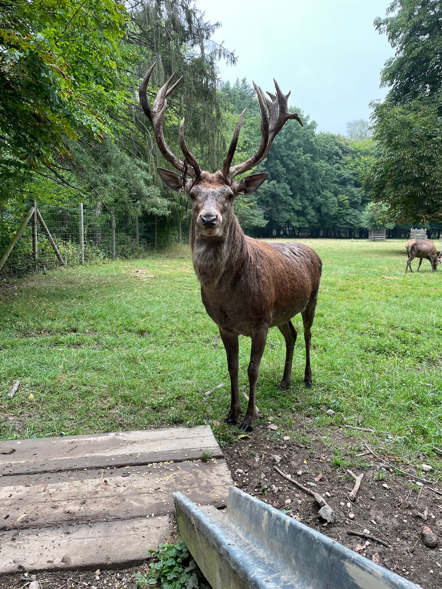 OneHealthBonn's tweet photo. #OneHealth researcher Maria Luisa Espinel Ramos is currently collecting ticks in forests around Bonn (Germany) to investigate the dynamics of tick-borne diseases like #lymedisease in urban and peri-urban areas. Find out more about her research here: https://t.co/GbLURwpcfj https://t.co/NvVN0cZn6v