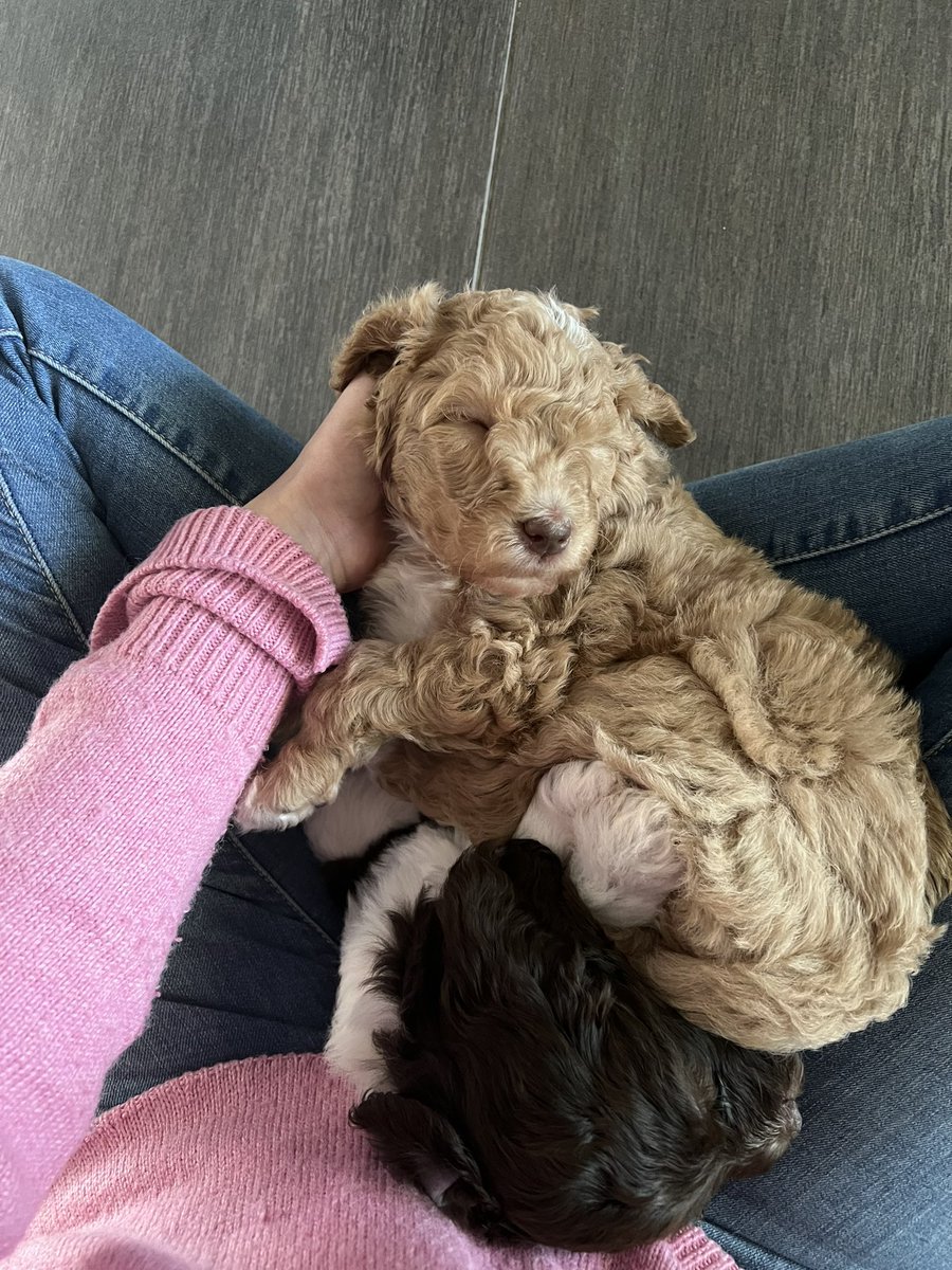 catopintens's tweet photo. Nog 2 nachtjes slapen en dit lieverdje is bij ons 🥰🫶🏼 https://t.co/TMzEIW30nr