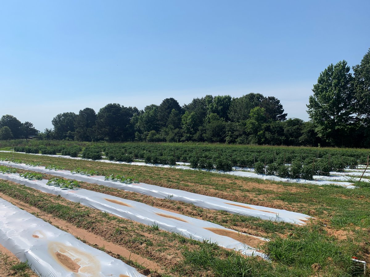 AaronJCato's tweet photo. Graduating with your Masters in a Horticulture field and looking for a job? The University of Arkansas Experiment station is hiring a program associate at the Southwest Research and Extension Center in Hope, Ar.

See the link below for more info.
https://t.co/9G5kvCJlJT 🥭🍅🫑🍈 https://t.co/PKOAsj6GNM