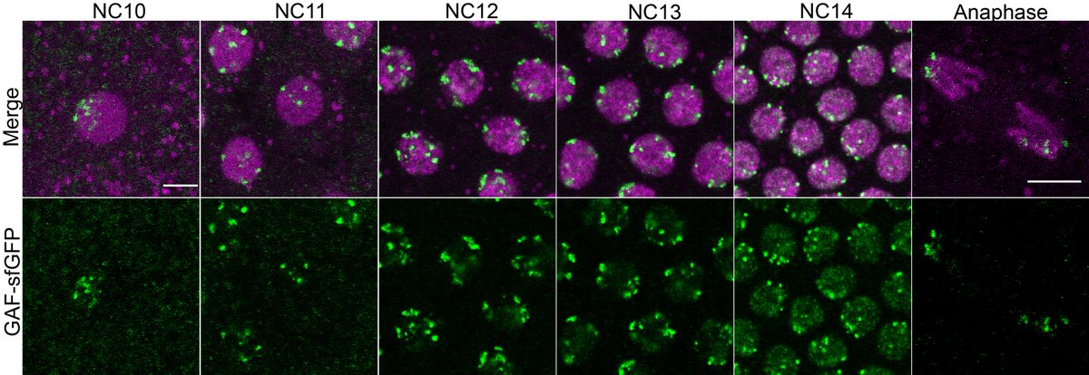 Check out our preprint on how the pioneer factor GAF localizes to nuclear foci where it represses transcription! This was an amazing collaborative study with <a href="/Shelby_A_Blythe/">Shelby Blythe</a> and <a href="/MustafaMir16/">Mustafa Mir-@mirlab.bsky.social</a> led by grad student <a href="/marissa_gaskill/">Marissa Gaskill</a>. biorxiv.org/content/10.110…