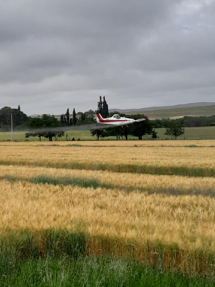 smsaulino's tweet photo. Aplicando Buenas Prácticas Agrícolas #BPA en 2 lotes en #LosRecovecos por recomendación del #AsesorTécnico, para el control de #isoca en #Cebada2022. En el campo hay equipo: productor-asesor - contratista para que vos disfrutes de una rica 🍻 en 2023 #ElCampoEnTuvida #agro https://t.co/ITEsE0fKwK