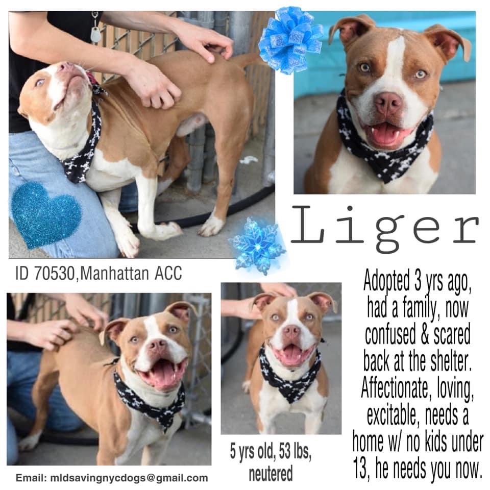 TomJumboGrumbo's tweet photo. It’s not Liger #70530’s first time in the pound. Adopted 3 years ago to being failed once again. At age 5, his family alleged his behavior had “recently changed”. Arriving just 11/21, NYCACC kills him Thursday. Affectionate and loving, pls pledge RT LIGER!
https://t.co/5gg6dlU8Aw https://t.co/z5C7lNZvBl