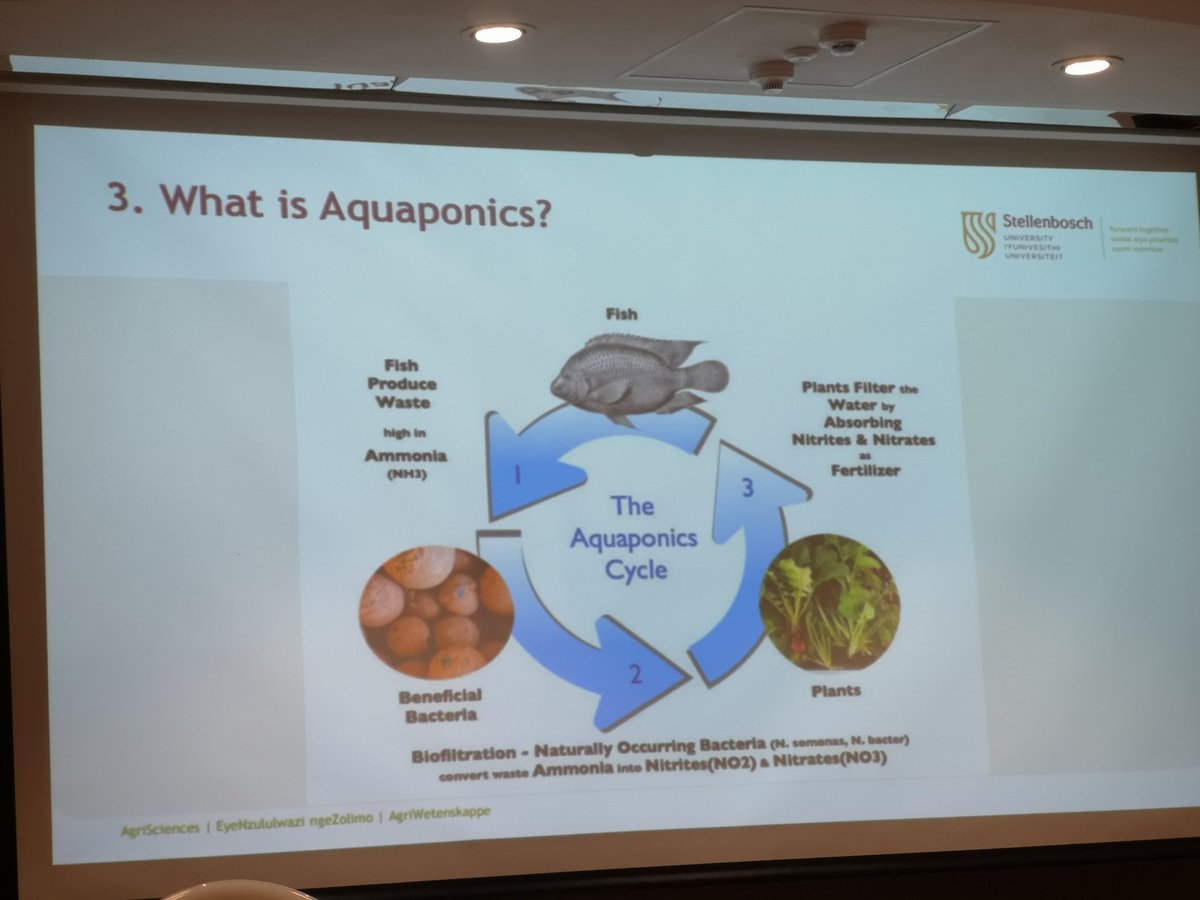 LWAfrica's tweet photo. Plants can often suffer from lack of nutrients when grown in water. However, there are solutions. Such as planting in water that has live fish.
- Henk Stander @StellenboschUni #LWAAPG2022

@bizcommunity @CapeTownCB https://t.co/MyVI9JbEyp