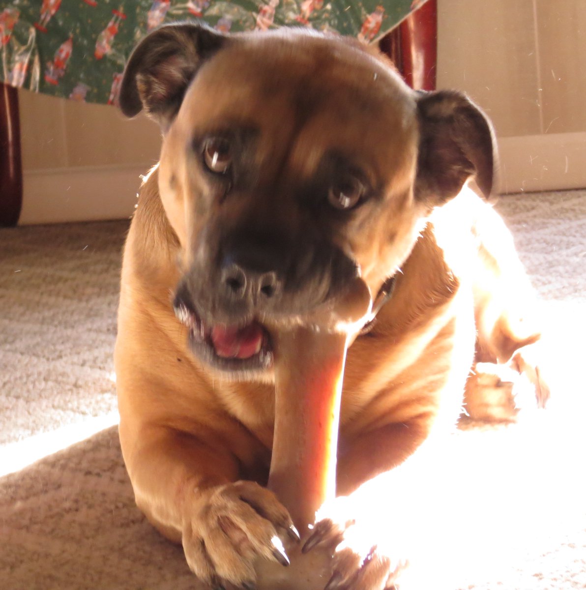 craigramsay53's tweet photo. SOMEONE has her Christmas present already. 45 minutes non-stop speed chewing thus far.
#PennietheWonderdog #DogsofTwittter #BarkBone https://t.co/vOxyieEXjF