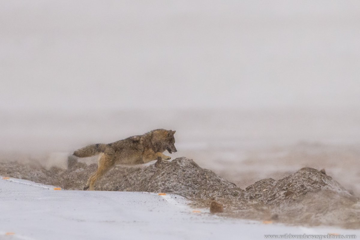 Debashis_WWE's tweet photo. In these pictures it was a group of two, probably partners, which were roaming near a carcass and displaying various gestures on a snowy morning.
#himalayanwolves #wolves #ladakh #nikonindiaofficial #WildWondersExpeditions @NikonIndia @NatGeoIndia https://t.co/MjdAi97eqe