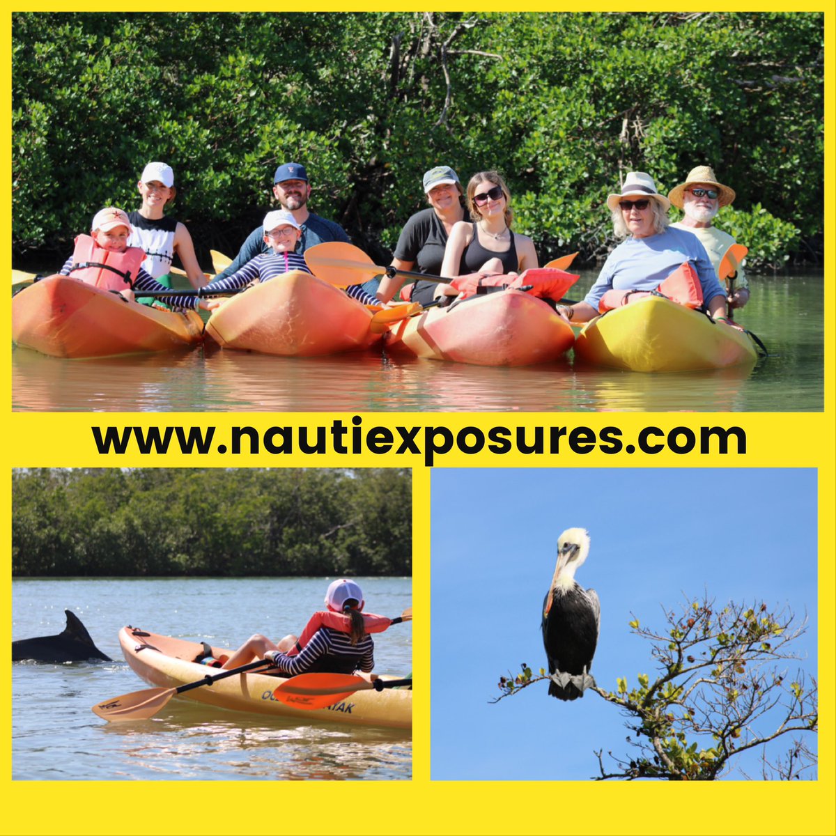 ExposuresNauti's tweet photo. A beautiful day with amazing people and some pretty amazing wildlife. #kayak #familtytime #kayaking #nature #wildlife #pelican #dolphins #naplesflorida #greatoutdoors #swfl #florida https://t.co/C7sswNTeQm