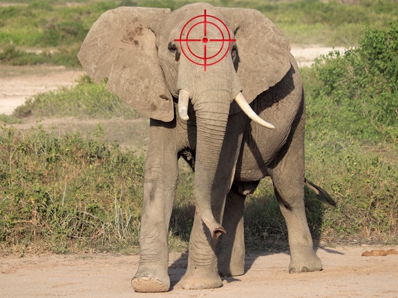 ElephantsFuture's tweet photo. #GoodStep Germans Ministry of agriculture @BMEL
terminated Germany's membership in the "International Council for Game and Wildlife Conservation" (#CIC) at the end of 2022. Overdue step - against hunting lobby, for #species protection! #worthmorealive #biodiversity https://t.co/hPCxEmKaVa