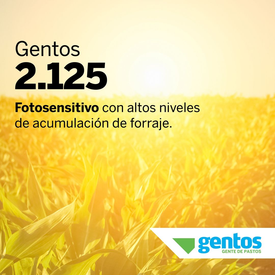 Gentos Argentina tweet media